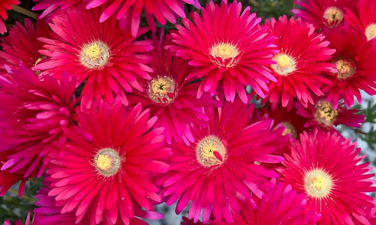 Lampranthus rouge